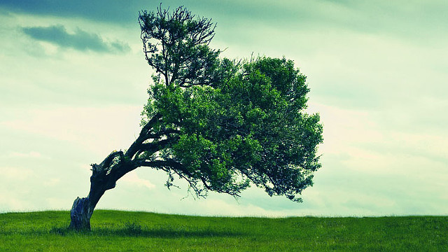 albero