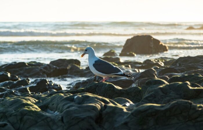 solitudine